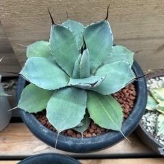 アガベ パリー トランカータ斑入り カット苗 アガベ パリー トランカータ 斑入り Agave parryi var. truncata