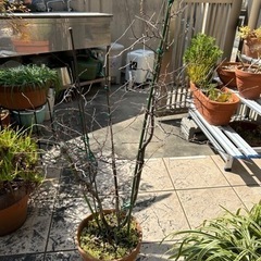 エゴノキ白花　約4年もの庭木