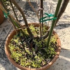 エゴノキ白花　約4年もの庭木の画像