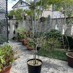 エゴノキ白花　4年もの庭木の画像