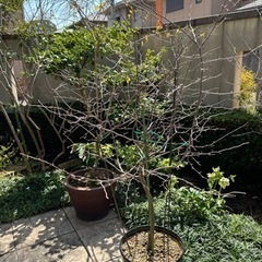 エゴノキ白花　4年もの庭木