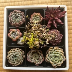 多肉植物　寄せ植えセット