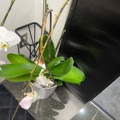 生活雑貨 家庭用品 ガーデニングの画像