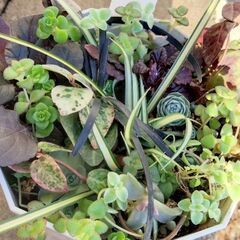 引っ越し❗そのまま飾れる寄植え１２種（鉢付き）