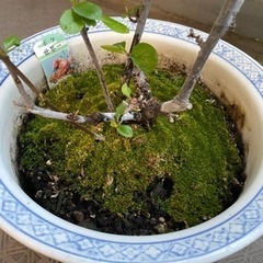 大至急！価格変更！鉢植え　木瓜　新世界の画像