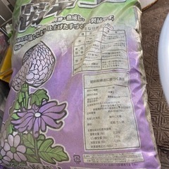大至急！価格変更！鉢植え　木瓜　新世界の画像