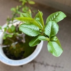 大至急！価格変更！鉢植え　木瓜　新世界の画像