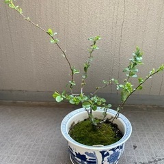 大至急！価格変更！鉢植え　木瓜　新世界