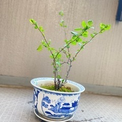 大至急！価格変更！鉢植え　木瓜　新世界の画像
