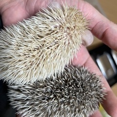 ハリネズミベビーご予約受付中✨️ - ペット
