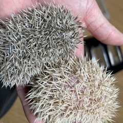 ハリネズミベビーご予約受付中✨️ − 愛知県