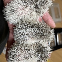 ハリネズミベビーご予約受付中✨️ - 地元のお店