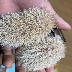 ハリネズミベビーご予約受付中✨️ - 名古屋市