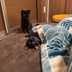 【トライアル中】里親募集します！