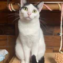 小顔でチャーミングな和風美猫ちゃん
