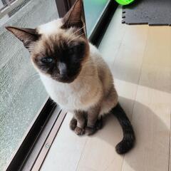 シャム風　メス　2歳