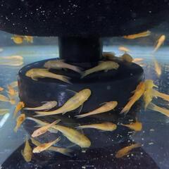 【特10匹】 オトシンネグロ ゴールデン