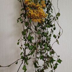 縦長スワッグ　ドライフラワーの画像