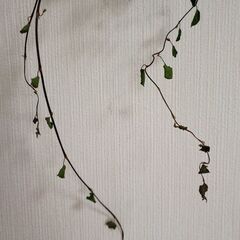 縦長スワッグ　ドライフラワーの画像