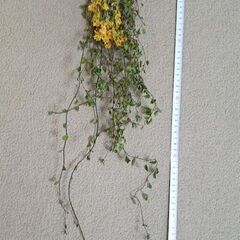 縦長スワッグ　ドライフラワーの画像