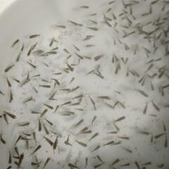 らんちゅう選別もれ稚魚

引渡日時　3月23日(土)15:00-の画像