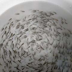 らんちゅう選別もれ稚魚

引渡日時　3月23日(土)15:00-