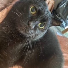 黒猫アールくん