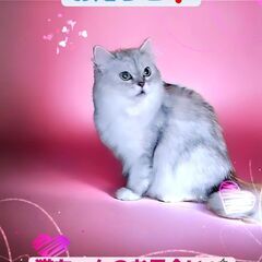 4/6(土)譲渡会♪1歳ラガマフィン♀(⋈◍＞◡＜◍)。✧♡