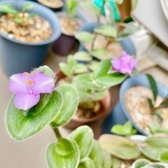 多肉⭐︎白絹姫（しらぎぬひめ）の画像