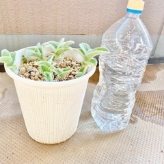 多肉⭐︎白絹姫（しらぎぬひめ）の画像