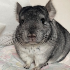 チンチラ︎︎ ♀ 3歳です