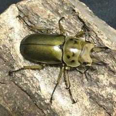 「お取引中」ババオウゴンオニクワガタ 成虫ペア