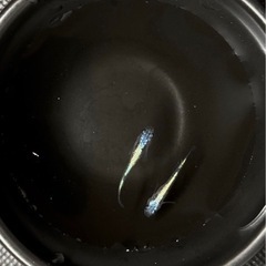 ネプチューン　セット　めだか　3ペア
