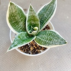 観葉植物☆ サンスベリア①