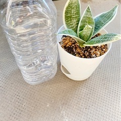 観葉植物☆ サンスベリア①の画像