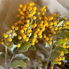 ドライフラワー　ミモザ　クリスマスローズ　ユーカリ　花材　ハンドメイド　ドドナエア　の画像