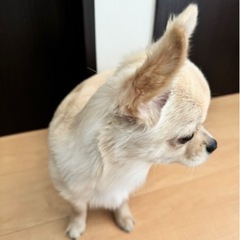 里親募集します - 里親募集