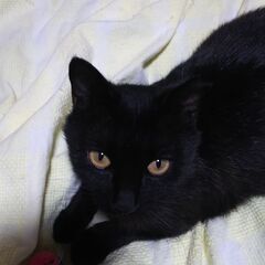 譲渡成立しました！ありがとうございました