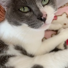 元々は甘えん坊で優しい子です。環境の変化に猫の方が馴染めず激痩せ...
