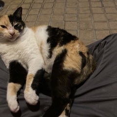 三毛猫（メス）5歳くらい 室内で飼ってくれる方を募集