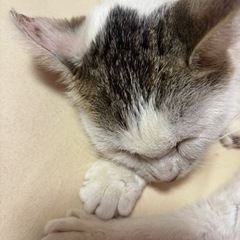 可愛がってくれる人募集です！