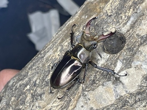 クワガタ、カブトムシ販売