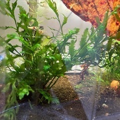 ボルビティスヒュディロティ　一株9〜10本ずつに分けて、一株500円でお渡ししますの画像