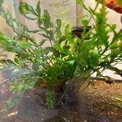 ボルビティスヒュディロティ　一株9〜10本ずつに分けて、一株500円でお渡ししますの画像