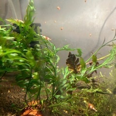 ボルビティスヒュディロティ　一株9〜10本ずつに分けて、一株500円でお渡ししますの画像