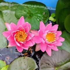 【取引済】[P006]睡蓮 ヒメスイレン子株(小さめ)の画像