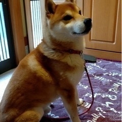 【柴犬14才】活発な男の子です。※迎え入れの準備資金として１万円...