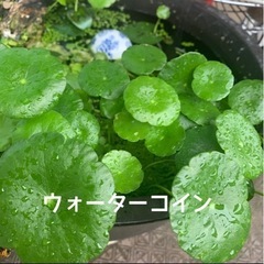  水草5種セット　マツモ ウキクサ アマゾンフロッグピット アナ...