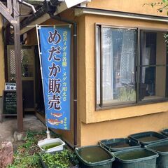 改良メダカの専門店です！メダカの飼育方法や引取などもお気軽にご相...