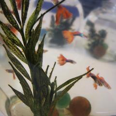 熱帯魚　差し上げます　￥0